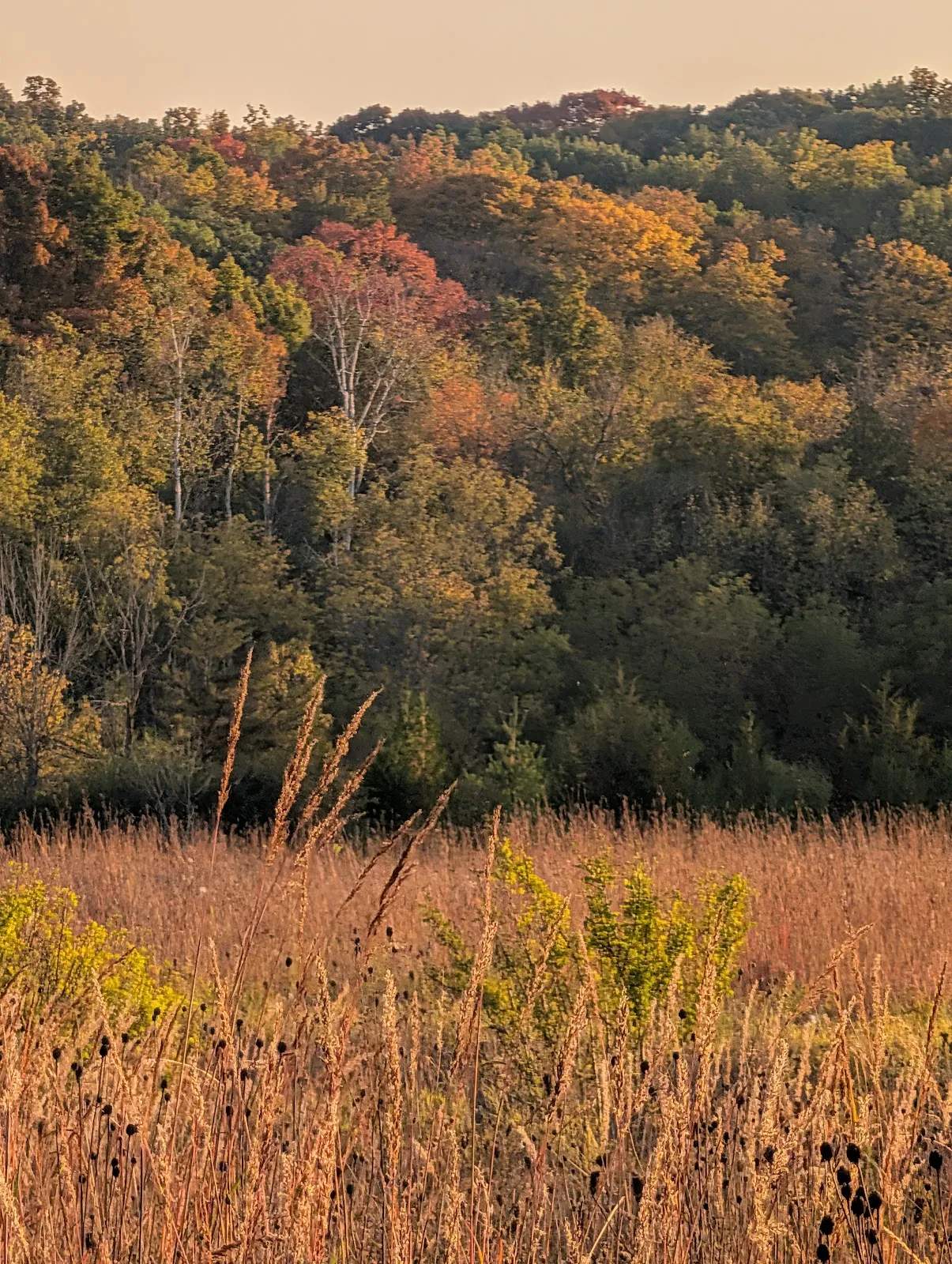 Nichols Creek State Wildlife Area — photo 3